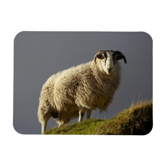 Schapen, Trotternish schiereiland, Isle of Skye, Magneet (Horizontaal)
