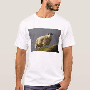 Schapen, Trotternish schiereiland, Isle of Skye, T-shirt