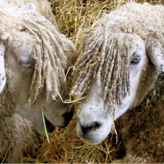 SCHAPEN VIERKANTE BUTTON 5,1 CM