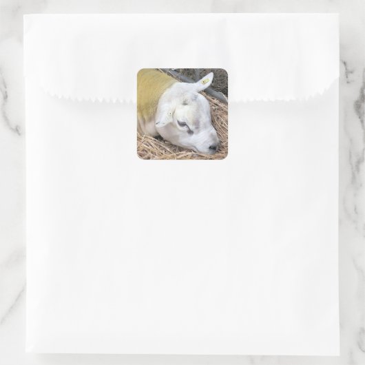 SCHAPEN VIERKANTE STICKER (Tas)