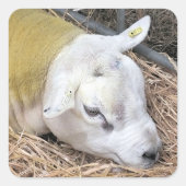 SCHAPEN VIERKANTE STICKER (Voorkant)