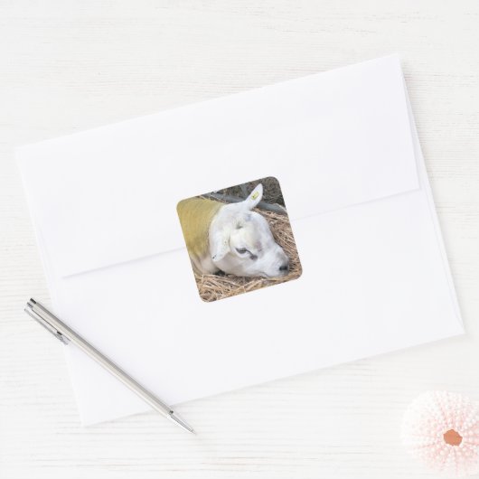 SCHAPEN VIERKANTE STICKER (Envelop)