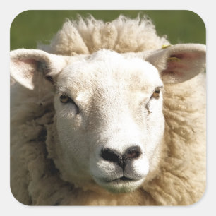 SCHAPEN VIERKANTE STICKER