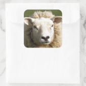 SCHAPEN VIERKANTE STICKER (Tas)