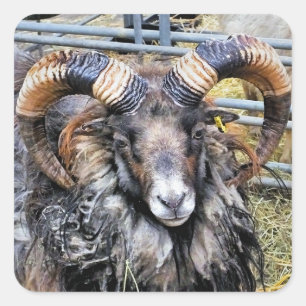 SCHAPEN VIERKANTE STICKER