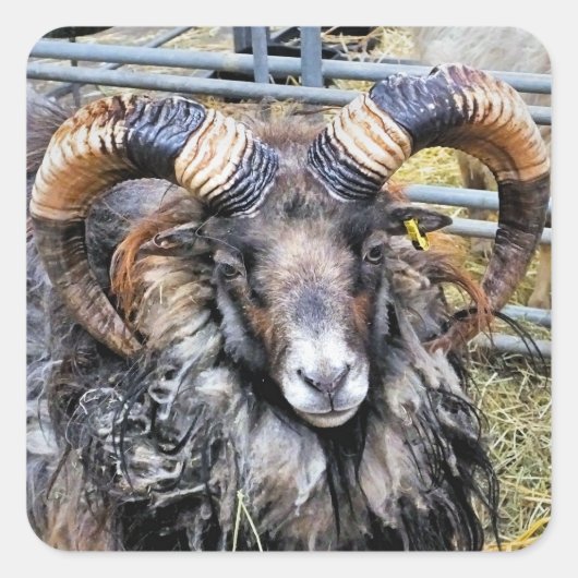 SCHAPEN VIERKANTE STICKER (Voorkant)