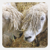 SCHAPEN VIERKANTE STICKER (Voorkant)