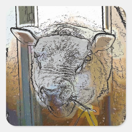 SCHAPEN VIERKANTE STICKER (Voorkant)