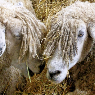 SCHAPEN ZANDSTEEN ONDERZETTER