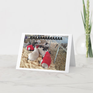 SCHAPEN ZEGGEN HET OP HUN "EIGEN MANIER" GELUKKIGE KAART