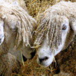 SCHAPEN ZILVER VERGULDEN KETTING<br><div class="desc">Twee prachtige Cotswold-schapen hebben fotografisch vastgelegd op een grappig en grappig moment dat ze met elkaar spraken. Katoen schaap is afkomstig van de Katoen in Engeland en wordt gefokt voor wol en vlees. Ze hebben lange vlooien met een bijna gouden tint.</div>