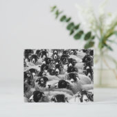 Schapen, zwart en wit briefkaart (Staand voorkant)
