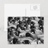 Schapen, zwart en wit briefkaart (Voorkant / Achterkant)