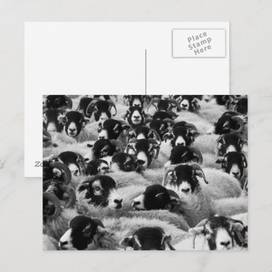 Schapen, zwart en wit briefkaart (Voorkant / Achterkant)
