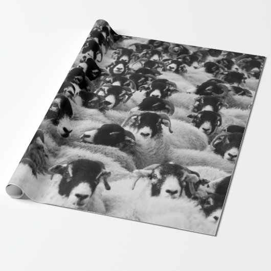 Schapen, zwart en wit cadeaupapier (Uitgerold)