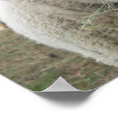 Schapenafdrukken Poster (Hoek)