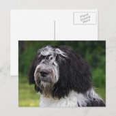 schapendo briefkaart (Voorkant / Achterkant)