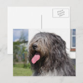 schapendo briefkaart (Voorkant / Achterkant)