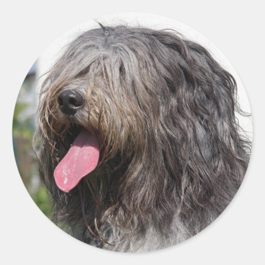 schapendo ronde sticker (Voorkant)