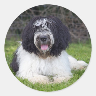 schapendo ronde sticker