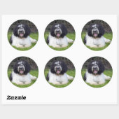 schapendo ronde sticker (Vel)