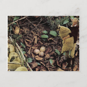 Schapeneieren - uitnodiging briefkaart