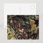 Schapeneieren - uitnodiging briefkaart (Voorkant / Achterkant)
