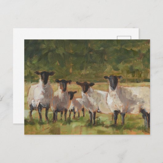 Schapenfamilie Briefkaart (Voorkant / Achterkant)