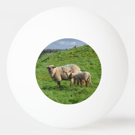 Schapenfamilie Pingpongbal (Voorkant)