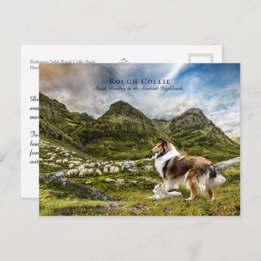 Schapenherder Sable Rough Collie - Collectibel Briefkaart (Voorkant / Achterkant)