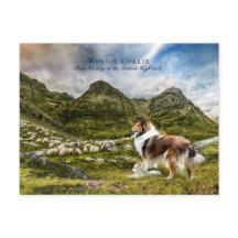 Schapenherder Sable Rough Collie - Collectibel