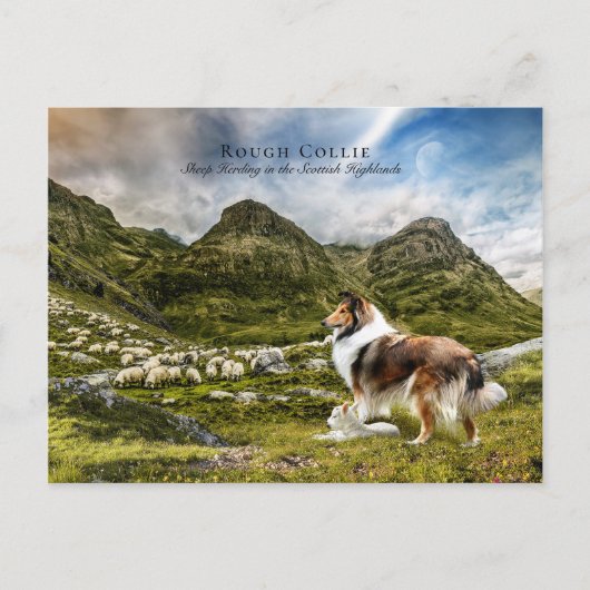Schapenherder Sable Rough Collie - Collectibel Briefkaart (Voorkant)