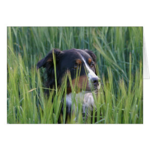Schapenhond in gras