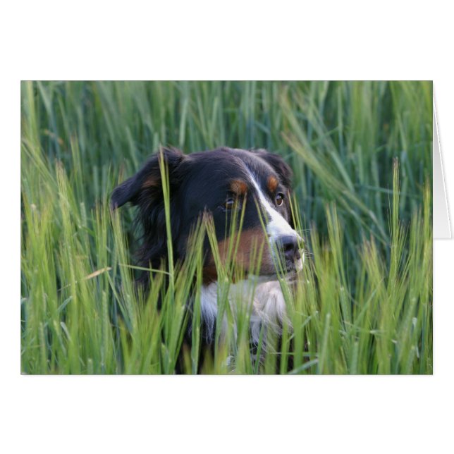 Schapenhond in gras (Voorkant Horizontaal)
