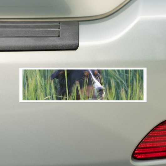 Schapenhond in gras bumpersticker (Op auto)