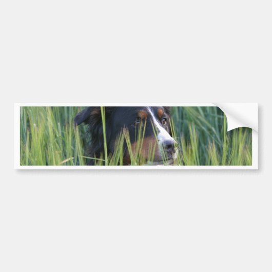 Schapenhond in gras bumpersticker (Voorkant)
