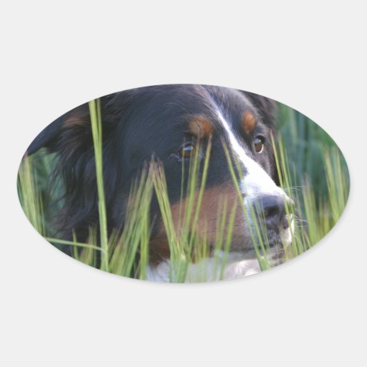 Schapenhond in gras ovale sticker (Voorkant)