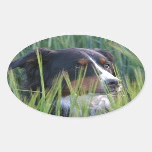 Schapenhond in gras ovale sticker