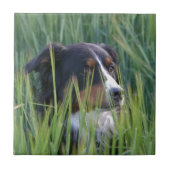 Schapenhond in gras tegeltje (Voorkant)