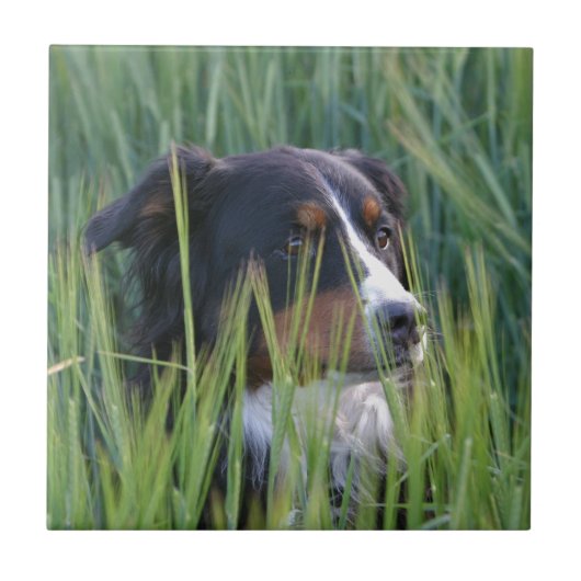 Schapenhond in gras tegeltje (Voorkant)