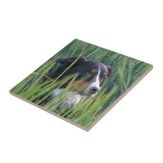 Schapenhond in gras tegeltje (Zijkant)