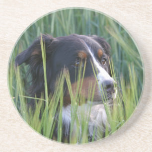 Schapenhond in gras zandsteen onderzetter