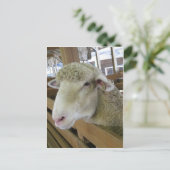 Schapenhoofd Briefkaart (Staand voorkant)