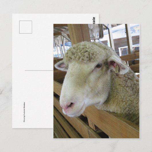 Schapenhoofd Briefkaart (Voorkant / Achterkant)