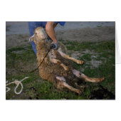 Schapenhoorzitting (Voorkant Horizontaal)