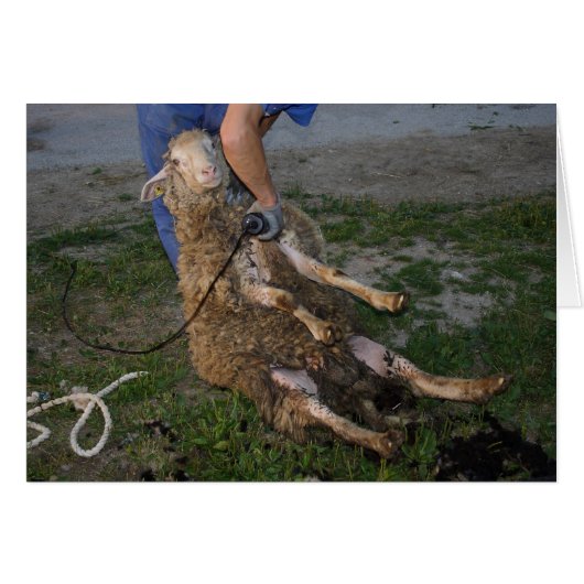 Schapenhoorzitting (Voorkant Horizontaal)