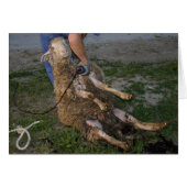 Schapenhoorzitting (Voorkant Horizontaal)