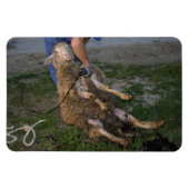 Schapenhoorzitting Magneet (Horizontaal)