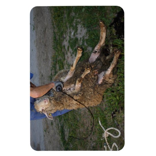 Schapenhoorzitting Magneet (Verticaal)