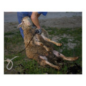 Schapenhoorzitting Poster (Voorkant)